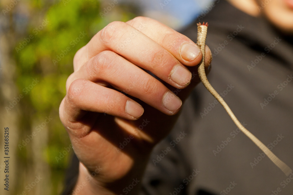 Fototapeta premium lizard tail