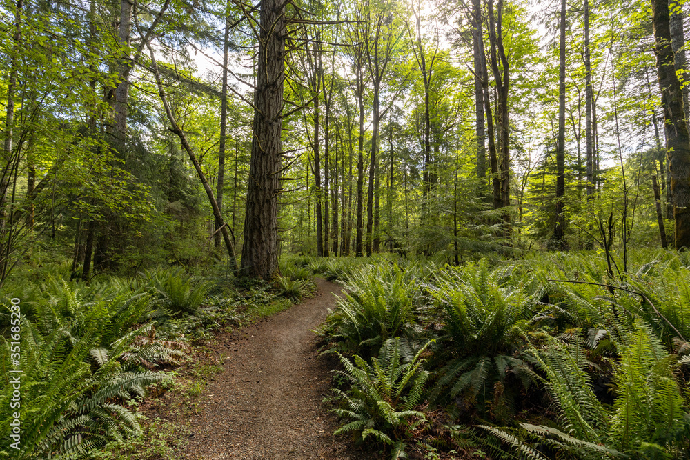 Beautiful landscape of coniferous trees in British Columbia Canada Beautiful landscape of coniferous trees in British Columbia Canada