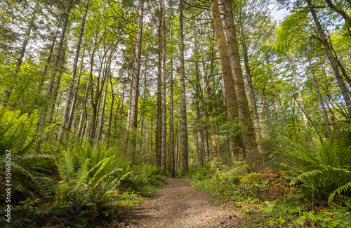 Beautiful landscape of coniferous trees in British Columbia Canada