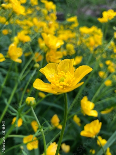 yellow flowers on green background