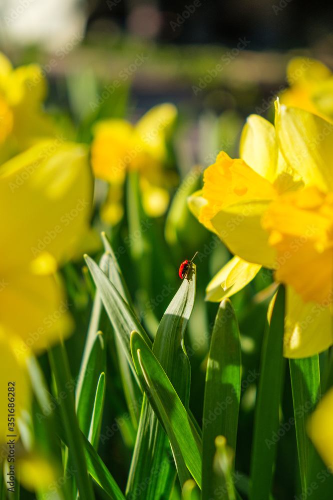 Fototapeta premium A small red insect creeps on the petal of a yellow flower