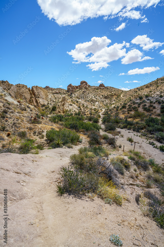 hiking the lost palms oasis trail in joshua tree national park, california, usa hiking the lost palms oasis trail in joshua tree national park, california, usa