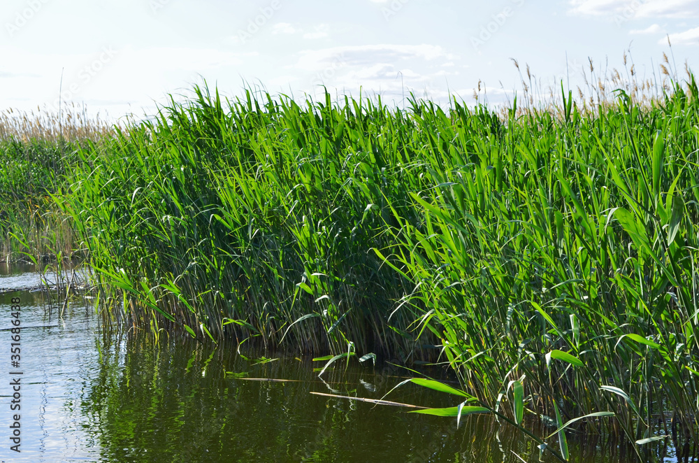 Obraz premium green reeds in the wind