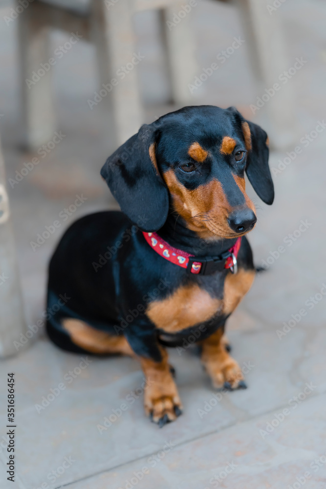 Dachshund long sitting cute