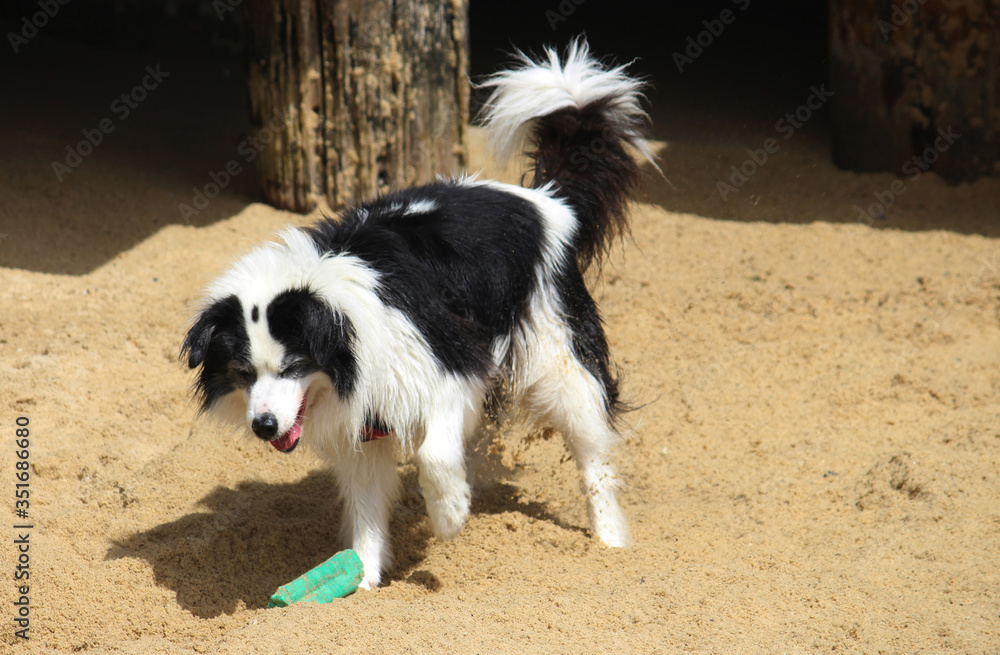 Long haired black and white dog playing with a toy on the beach. Australian Collie. Long haired black and white dog playing with a toy on the beach. Australian Collie.