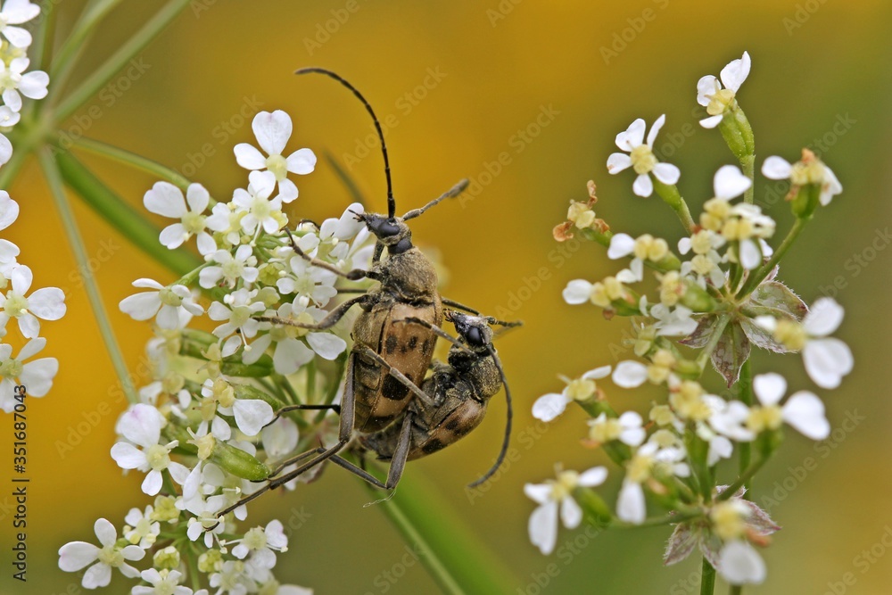 Paarung des Gefleckten Blütenbocks (Pachytodes cerambyciformis). Paarung des Gefleckten Blütenbocks (Pachytodes cerambyciformis).