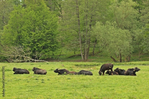Wasserbüffel auf einer Feuchtwiese in Nordhessen