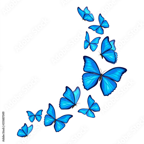 Quadro su tela Blue morpho butterflies fly on white background