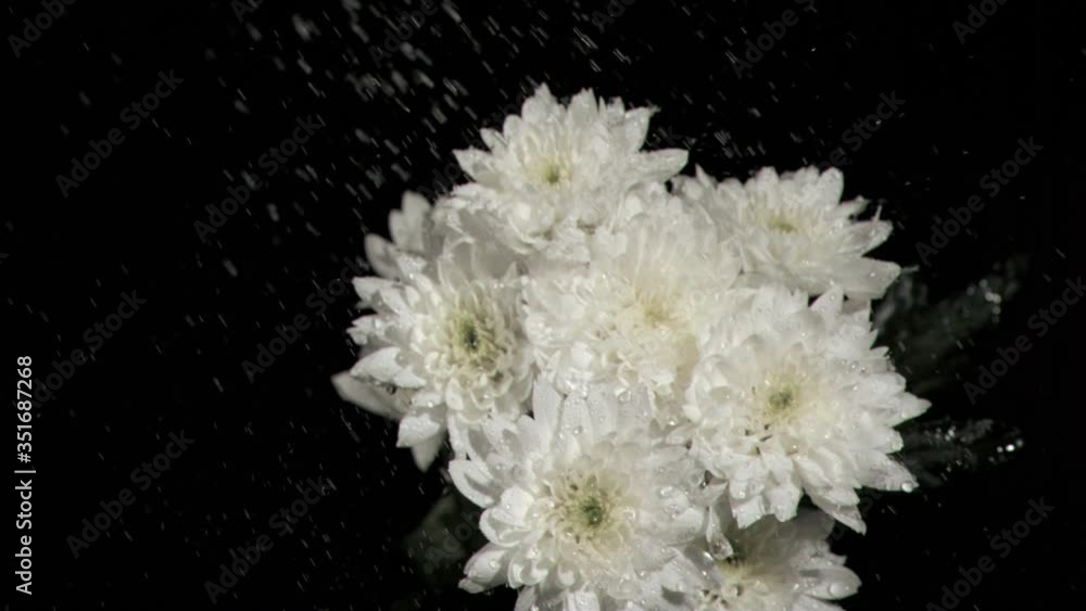 Bunch of white chrysanthemums in super slow motion receiving drops Bunch of white chrysanthemums in super slow motion receiving drops
