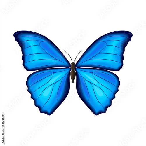 Blue morpho butterfly on white background. Vector illustration. Decorative print. photo