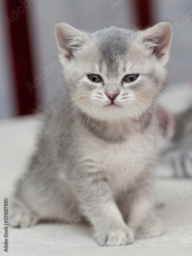 british kitten on a grey background