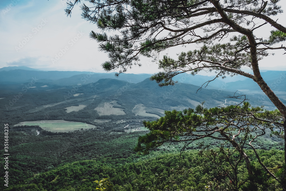 through the pine branches on the mountain the valley below is visible on a summer sunny day through the pine branches on the mountain the valley below is visible on a summer sunny day