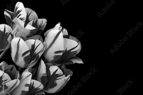 Bouquet of white-black tulips on a black background.Flat lay.Copy space.Concept of decorating wallpapers, surfaces, calendars.