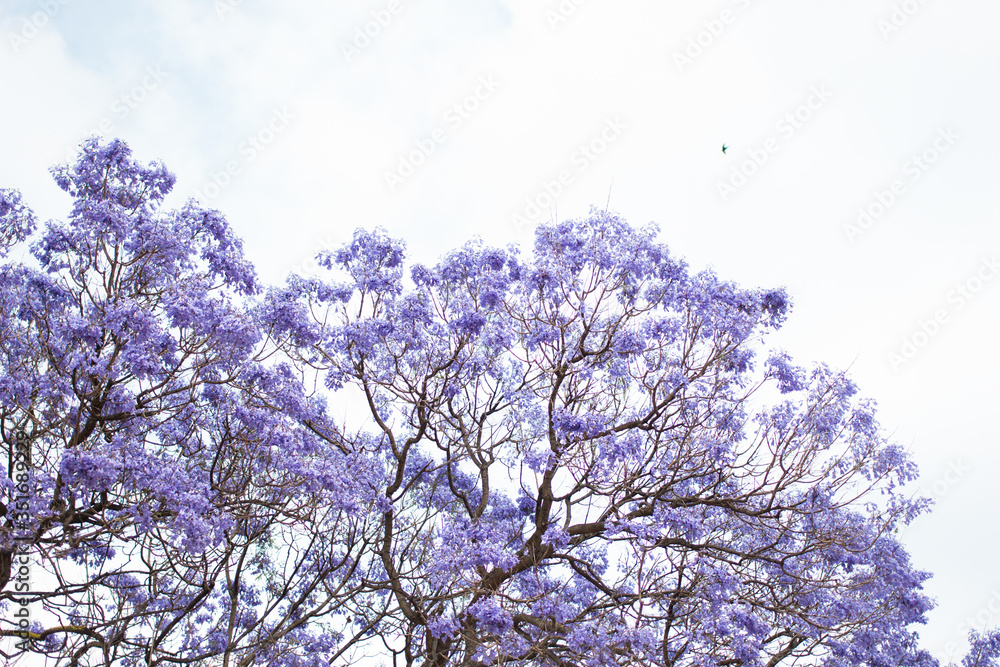 Blooming of Jacaranda tree on blue sky background with flying by swallow bird. Lilac violet flower blossom of jacaranda on white background. Bright saturated color. Copy space. Blooming of Jacaranda tree on blue sky background with flying by swallow bird. Lilac violet flower blossom of jacaranda on white background. Bright saturated color. Copy space.