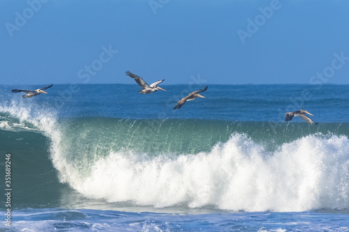 Brown pelicans flying low above a big wave in California
