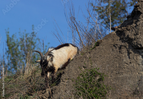 Wild goat Nilgiri Tahr at Rajamalai hills in Eravikulam National Park near photo