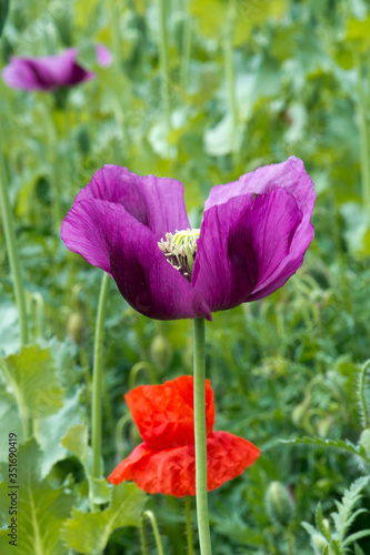 Close up of a beautiful purple poppy