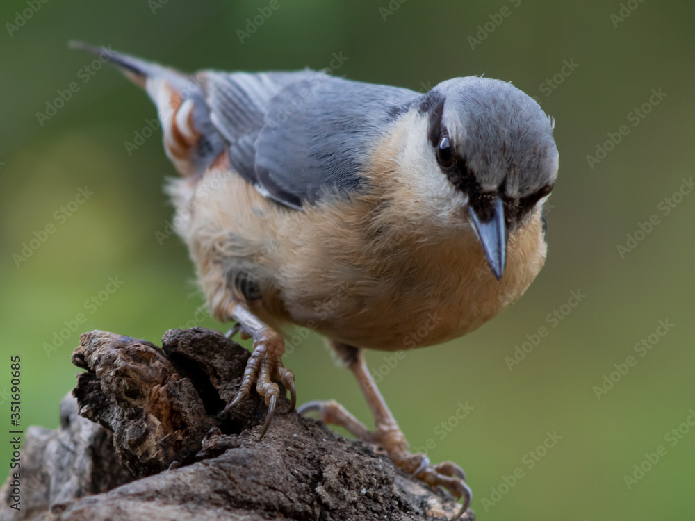 Naklejka premium Trepador azul posado sobre un tronco.
