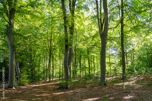 The bright spring sun is filtered through the fresh canopy of this gently sloping forest in the park De Horsten in Wassenaar, the Netherlands. © Emma