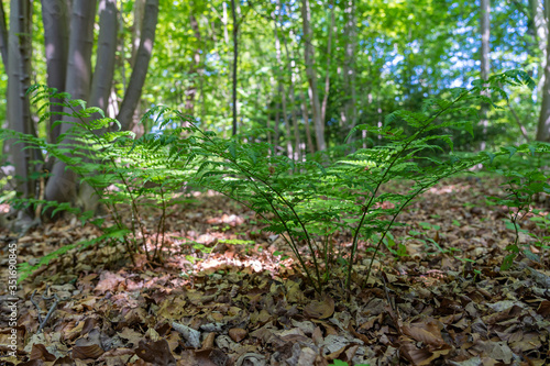 In the spring, the fern grows out of the forest floor in the park De Horsten in Wassenaar, the Netherlands