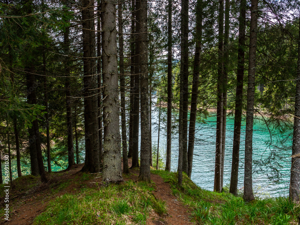 Obraz premium Lake with turquoise water and green trees and mountains. Old trees in the mountain lake. reservation.Altai mountains, Siberian clear blue water lake and pine forest. Baikal Lake landscape