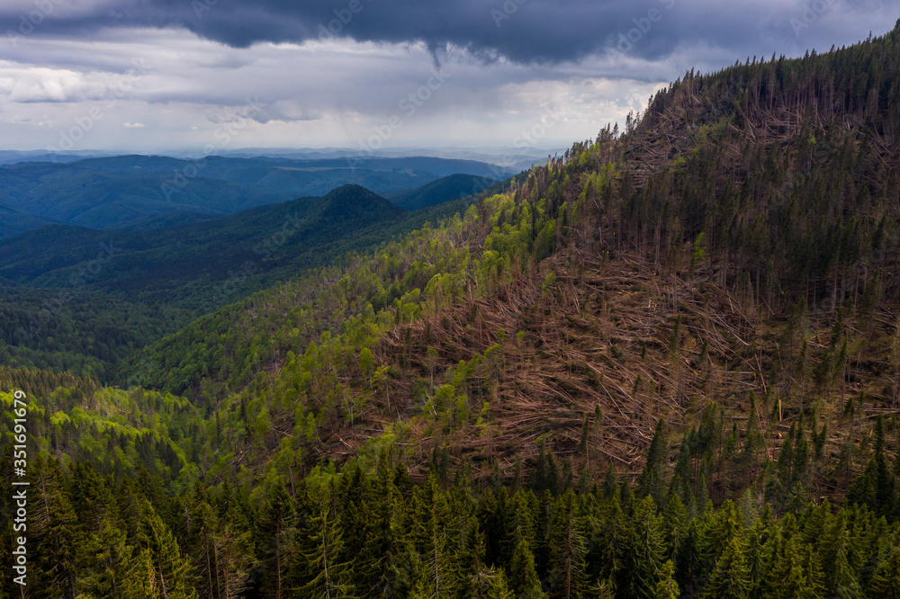 Forest with thousands of fallen trees  due to the very strong wind. Ecological natural disaster. Fallen forest. Aerial photo of logging deforestation in wild forest. Climate change threatens