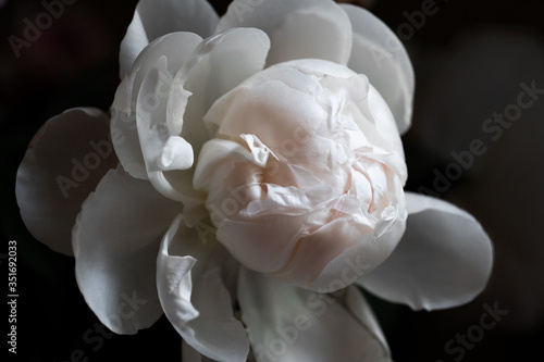 Close-up of one white peony on the dark background