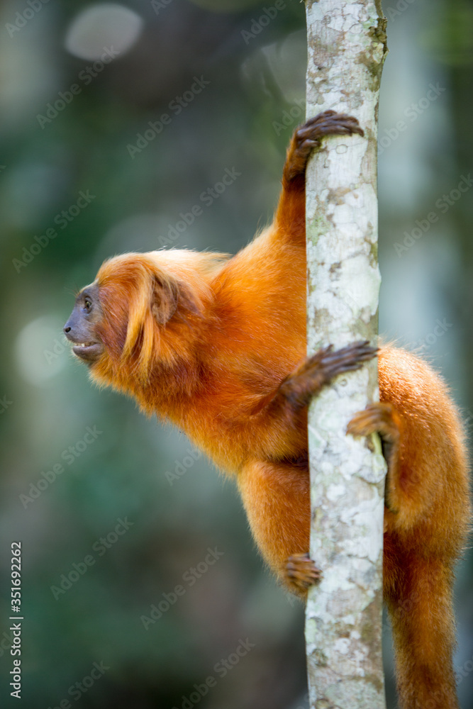 Mico- Leão-Dourado em seu habitat natural. Espécie em risco de extinção ...