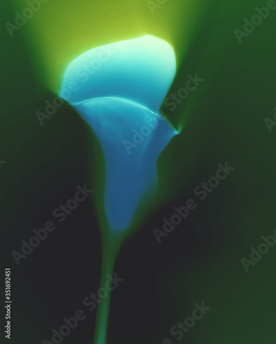 Floragramm Calla