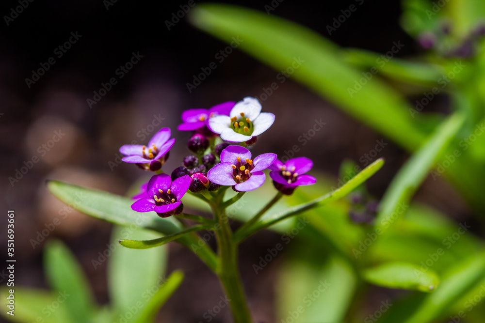 Violet lobularia maritima flowers in natural light Violet lobularia maritima flowers in natural light