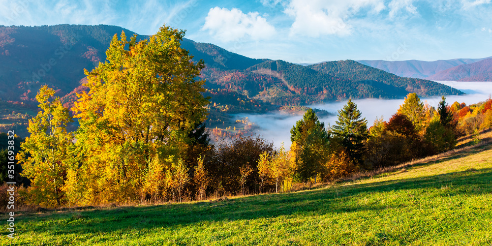 valley full of fog. autumn landscape at sunset. forest in colorful foliage on the grassy hill. beautiful mountain scenery in autumn. cloud inversion wonderful nature phenomenon
