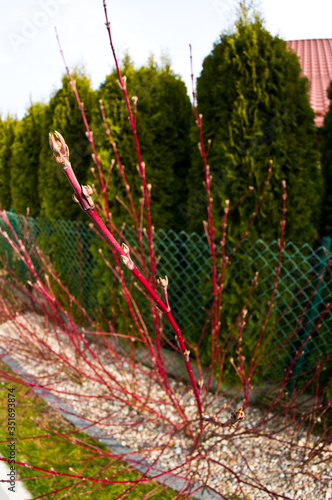 Cornus alba Argenteomarginata plant in spring photo