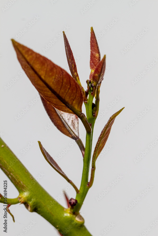 Fototapeta premium Blossom of potted lemon tree (Citrus limon)