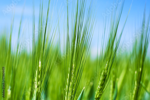 Fresh green cereal field with blue sky in spring sunshine. Barley grain is used for flour, barley bread, barley beer, some whiskeys, some vodkas and animal fodder. Closeup for wallpaper or background.