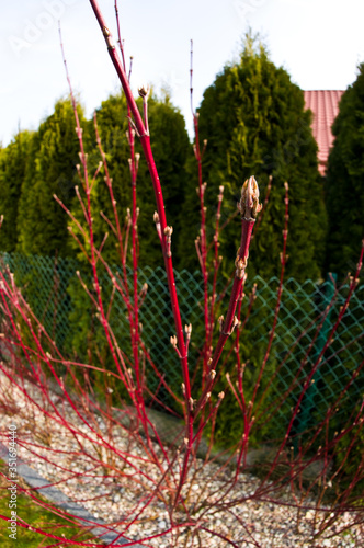 Cornus alba Argenteomarginata plant in spring photo