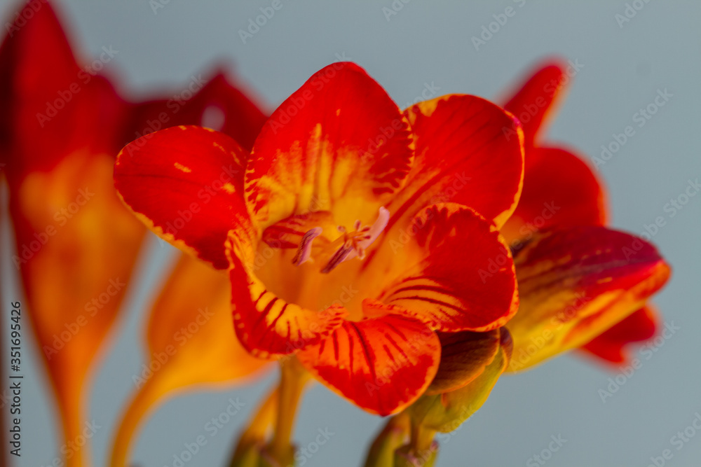 Freesia flowering plants in spring natural light