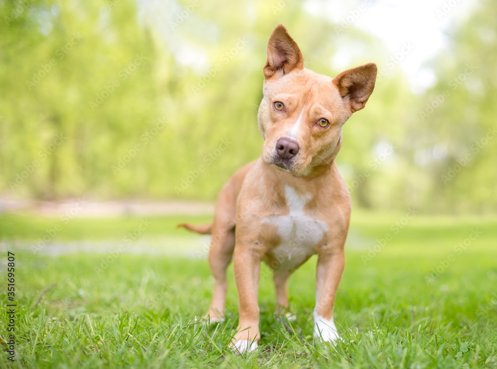 A cute tan and white mixed breed dog with short legs and pointed ears, listening with a head tilt