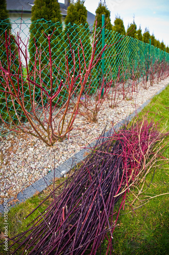 Spring trimming of Cornus alba Argenteomarginata plant photo