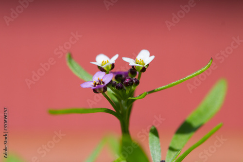 Violet lobularia maritima flowers in natural light photo