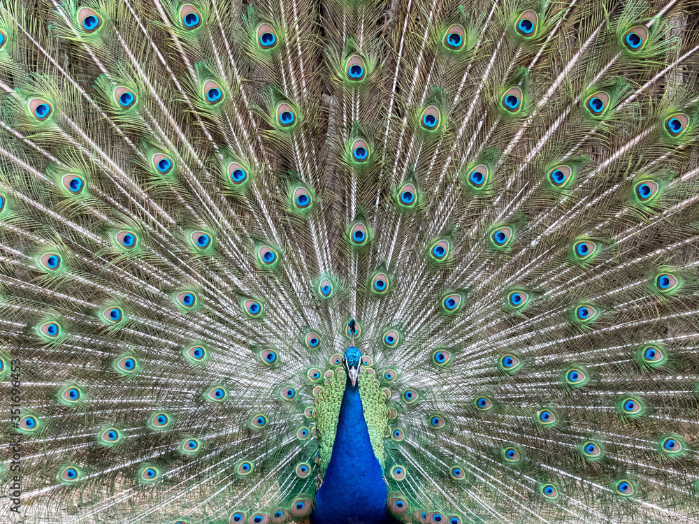 Fototapeta premium Blauer Pfau