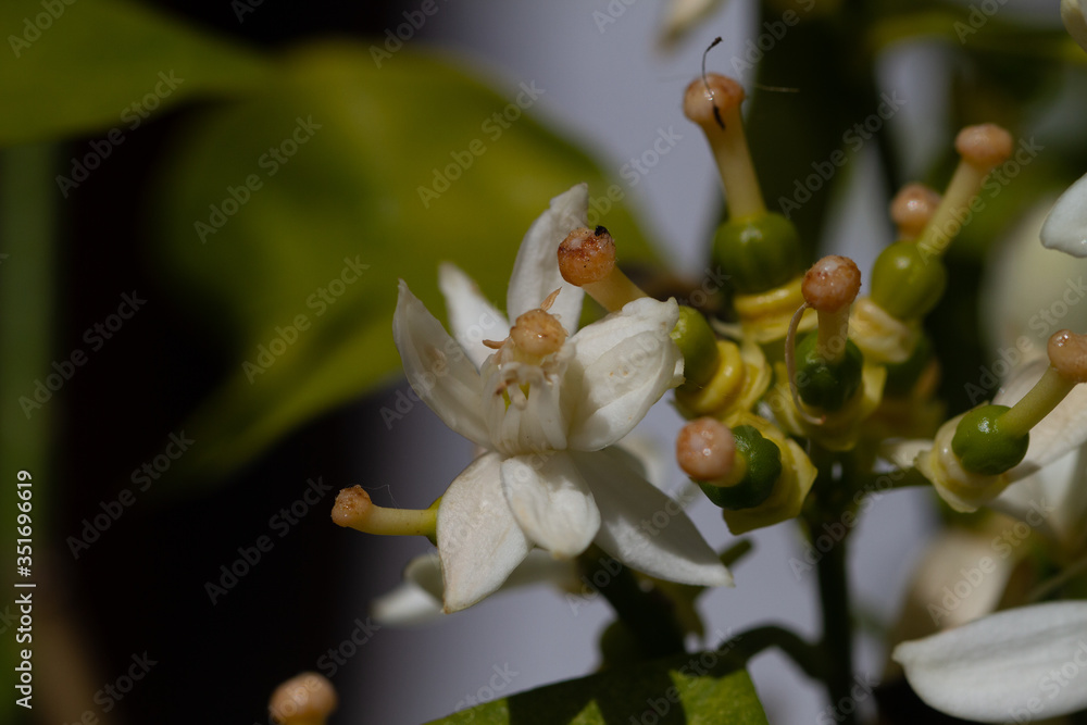 Orange blossom flowers in natural light Orange blossom flowers in natural light