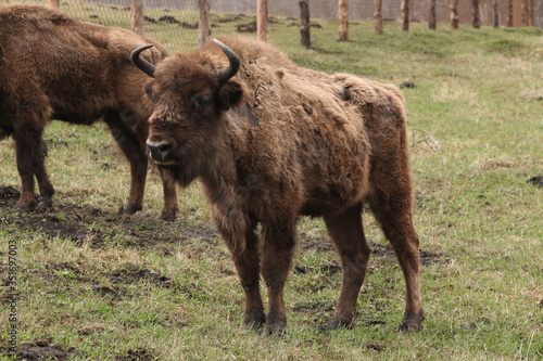 Bison. Wild bison in mountains of Altai Krai, Russia. Landscape, scenery, russian reserve in Altai Krai, Russia. Reserved russian Altai nature. Wild animal from Red Book. Bison on pasture. Wildlife photo