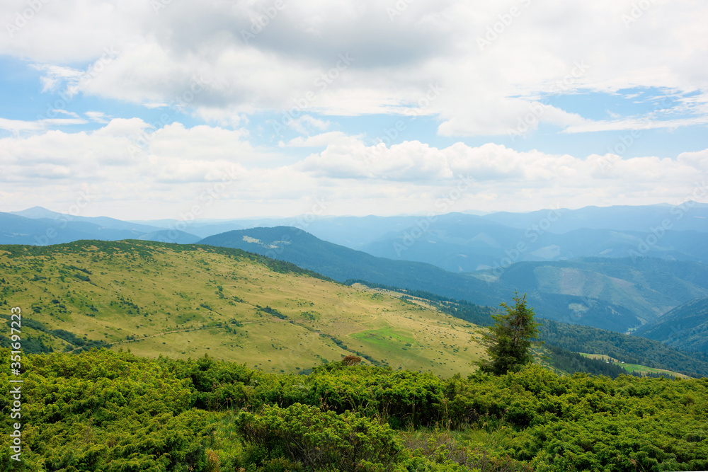 mountain landscape with tree on the hill. beautiful scenery on a cloudy day at high noon. mighty black ridge in the distance mountain landscape with tree on the hill. beautiful scenery on a cloudy day at high noon. mighty black ridge in the distance