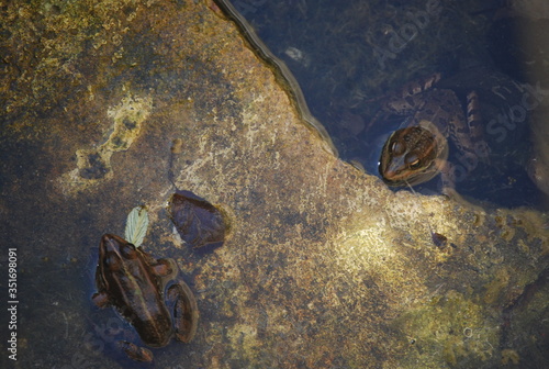 Wild Spanish Frogs in Pond