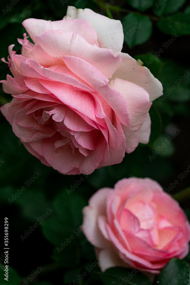 A large opened bud of a pink rose. Sunny bright day. Blurred background. A large opened bud of a pink rose. Sunny bright day. Blurred background.