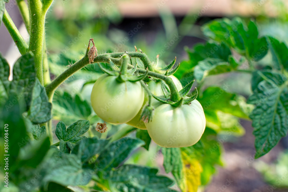 Green tomatoes. Agriculture concept.