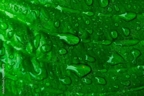 Close-up. Raindrops on a bright green leaf of a plant.