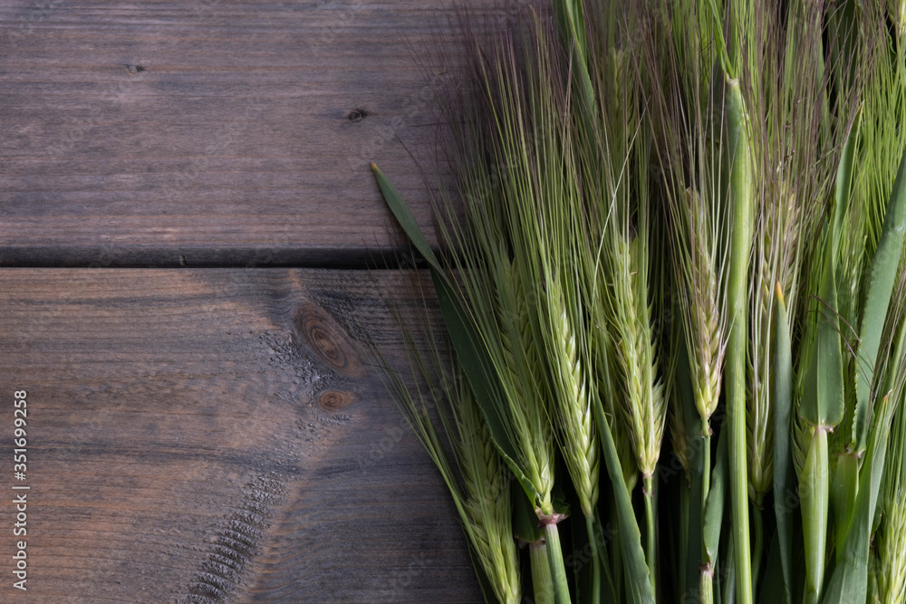 freshly cut green ears of barley lie on a table freshly cut green ears of barley lie on a table
