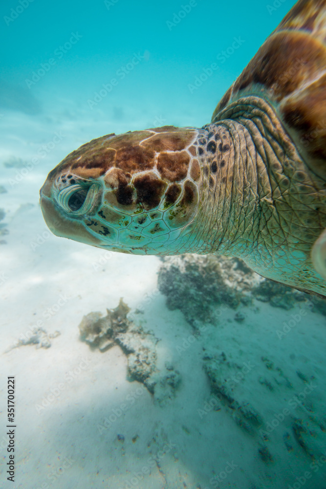 Fototapeta premium turtle swims in the clear ocean water