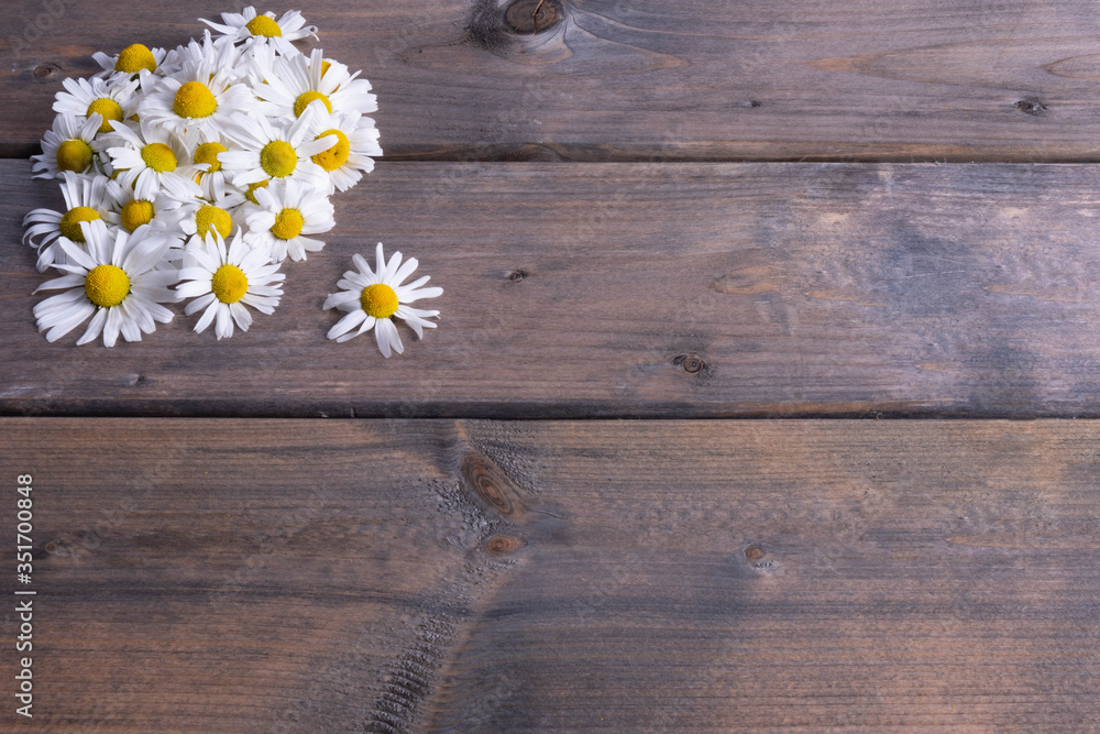 Obraz premium healing chamomile flowers and fresh ears of barley on a table